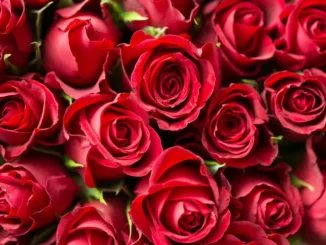 Giovedì sera (22 maggio) in San Giuseppe ad Alba la benedizione delle rose 2