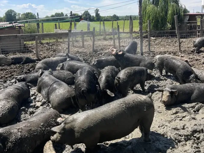 A Pollenzo rivive il suino nero piemontese 1