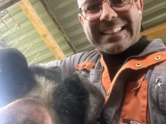 A Pollenzo rivive il suino nero piemontese 2