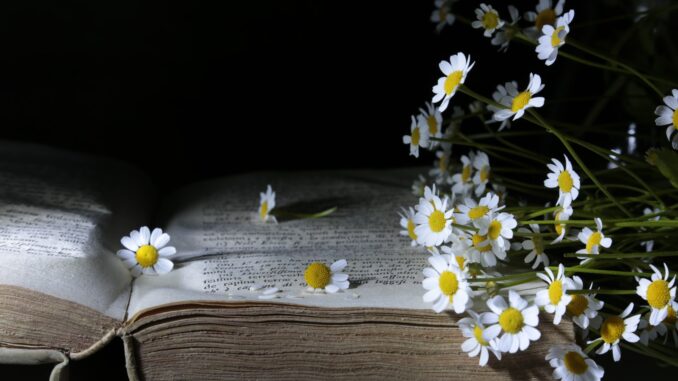 Neive, tra "Luci e Ombre": una mostra che racconta emozioni, natura e introspezione