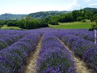 Sale San Giovanni / Con la lavanda fiorita arriva Non solo erbe