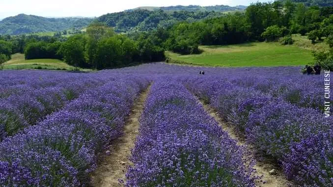lavanda sale san giovanni Sale San Giovanni / Con la lavanda fiorita arriva Non solo erbe