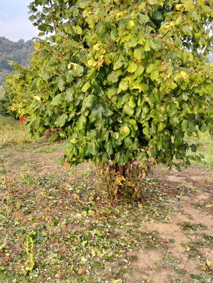 Maltempo del 23 luglio: la grandine flagella l’agricoltura nel braidese 1