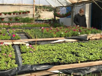 La testimonianza di Roberto Cavallo: in tempo di pace Gaza era un'economia circolare 1