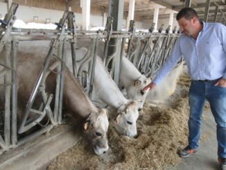 Allarme dermatite bovina, Cia Cuneo: «La Regione agisca subito»