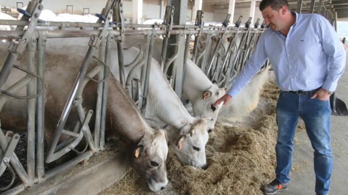 Allarme dermatite bovina, Cia Cuneo: «La Regione agisca subito»