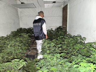 Maxi sequestro carabinieri di cannabis a Vigliano d'Asti
