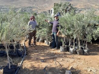 Da Alba al deserto: 500 ulivi piantati nei villaggi beduini della Cisgiordania 2