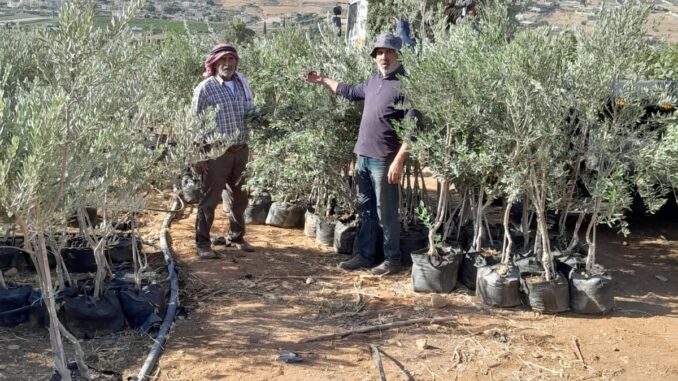 Da Alba al deserto: 500 ulivi piantati nei villaggi beduini della Cisgiordania 2