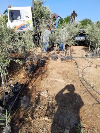 Da Alba al deserto: 500 ulivi piantati nei villaggi beduini della Cisgiordania