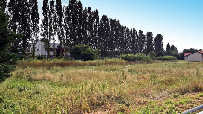 Montà / Polizia locale e pioppi al centro del dibattito in Comune