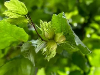 Nocciole: ottimismo sì, ma cauto, sul prodotto
