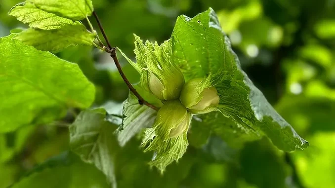 Nocciole: ottimismo sì, ma cauto, sul prodotto