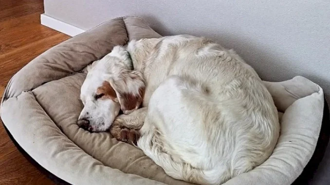 I Carabinieri individuano il responsabile del colpo di fucile che uccise il cane Ted a Castellinaldo 1