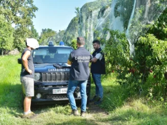 Caporalato nei campi, nella Granda 5 aziende su 10 sono irregolari