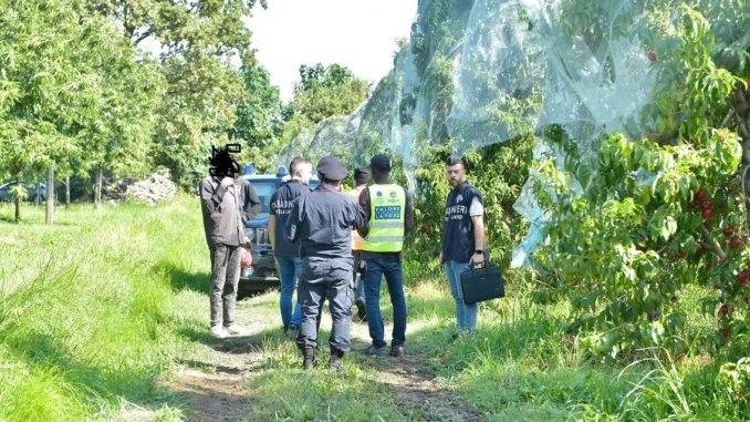 Caporalato nei campi, nella Granda 5 aziende su 10 sono irregolari 1