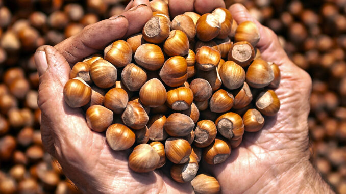 Cortemilia / Il libro il tempo della nocciola sarà presentato l’8 agosto; gli scatti esposti in piazza Molinari fino a tutto settembre