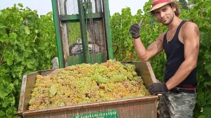 Vendemmia 2025, Cia Cuneo: «Un autunno rovente per i viticoltori»
