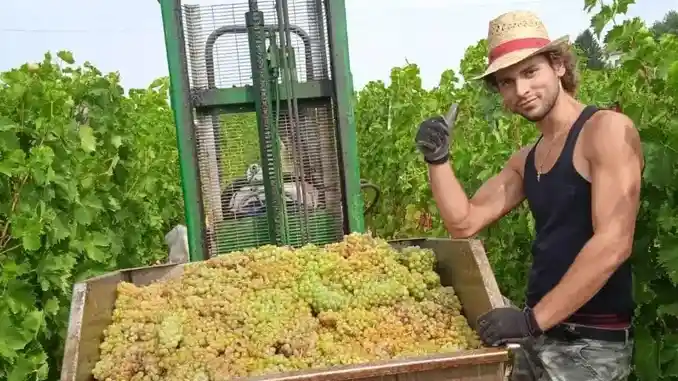 Vendemmia / Per Cia Cuneo sar&agrave; un autunno rovente con dazi e superi