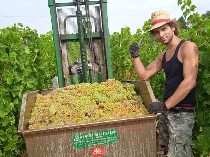 Vendemmia / Per Cia Cuneo sarà un autunno rovente con dazi e superi