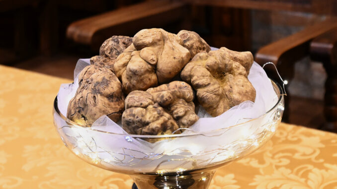 Piemonte: 1,5 milioni per il futuro del tartufo
