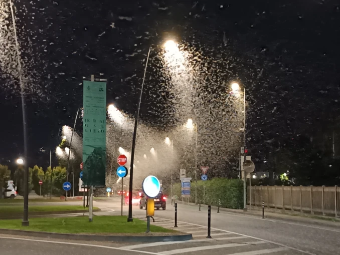 Ad Alba è iniziata la schiusura delle effimere