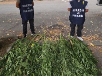 Coltivava marijuana nel giardino della propria abitazione a Castagnole Monferrato