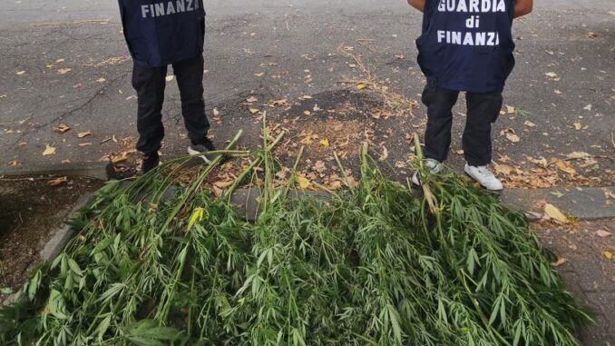 gdf asti marijuana 1 Coltivava marijuana nel giardino della propria abitazione a Castagnole Monferrato