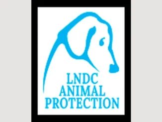Cane lanciato dal balcone e ucciso a Cuneo, Lndc animal protection sporge denuncia