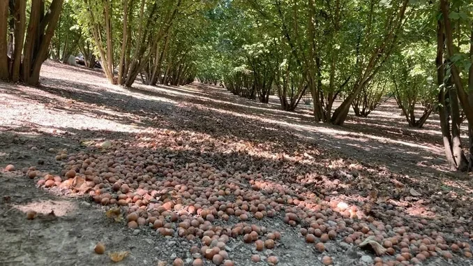Coldirette / Cascola delle nocciole nell'astigiano, fenomeno preoccupante