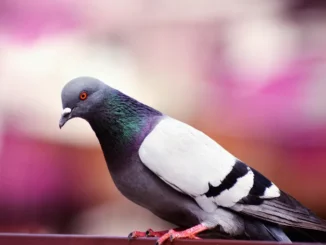Asti / Piano per l'abbattimento dei piccioni criticato dagli animalisti