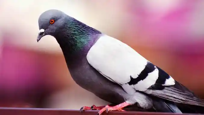 Asti / Piano per l'abbattimento dei piccioni criticato dagli animalisti