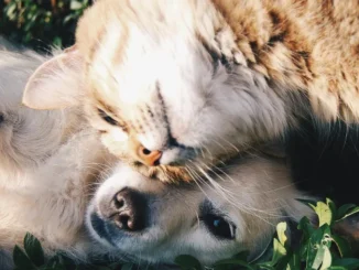 Nuova legge sulla tutela degli animali: «Sanzioni pesanti, fino a 5mila euro», spiega il Noetaa