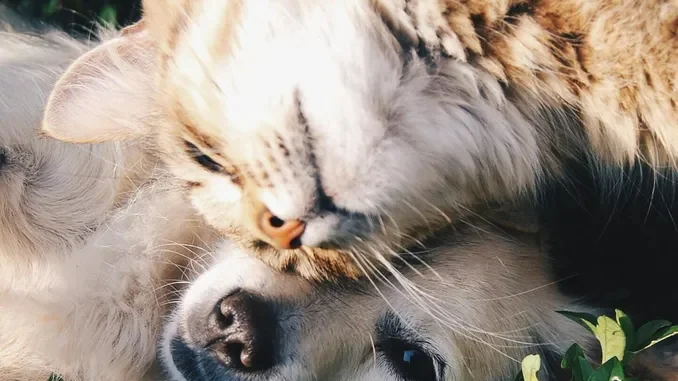 Nuova legge sulla tutela degli animali: «Sanzioni pesanti, fino a 5mila euro», spiega il Noetaa
