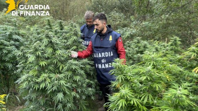 Bozza automatica 762