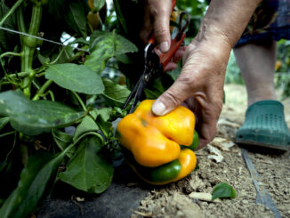 Slow food / Nasce il progetto Produttori artigiani e custodi