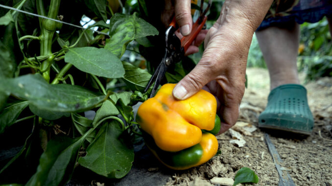 Slow food / Nasce il progetto Produttori artigiani e custodi