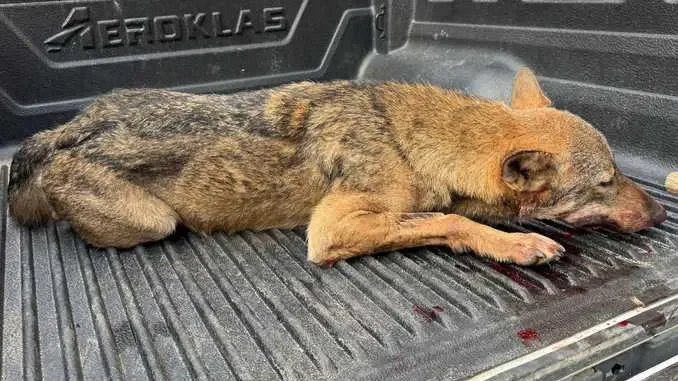 Giovane lupo investito a Madonna della Riva di Cuneo, recuperato dal nucleo faunistico ambientale