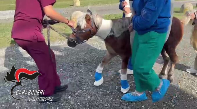 Belveglio: i Carabinieri forestali hanno salvato un pony maltrattato e non curato 3