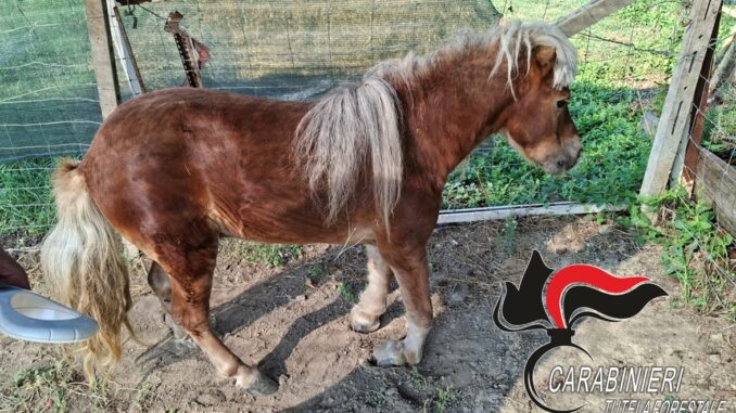 Belveglio: i Carabinieri forestali hanno salvato un pony maltrattato e non curato 2