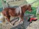 Belveglio: i Carabinieri forestali hanno salvato un pony maltrattato e non curato 2