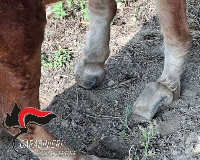 Belveglio: i Carabinieri forestali hanno salvato un pony maltrattato e non curato