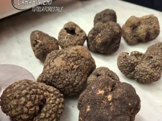 Confiscati tartufi neri a un negozio astigiano: erano in vendita in un periodo non consentito