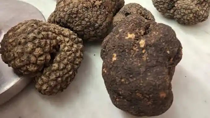 Confiscati tartufi neri a un negozio astigiano: erano in vendita in un periodo non consentito