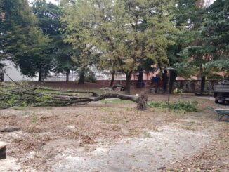 Giù le piante in via Aldo Moro. Per l'assessore, «operazioni necessarie»