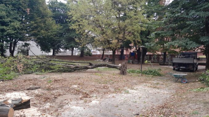 fa654a4e-3aff-41fe-9d1f-6ad9c0061626 Giù le piante in via Aldo Moro. Per l'assessore, «operazioni necessarie»