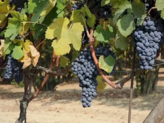 Vendemmia 2025 / La pioggia sulle vigne in vista della raccolta