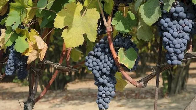 grappoli nebbiolo Vendemmia 2025 / La pioggia sulle vigne in vista della raccolta