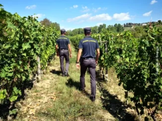 Guardia di finanza controlli nelle vigne