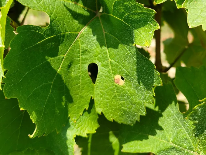 Agricoltura / Gli insetti nei vigneti: una stagione “vivace” 1
